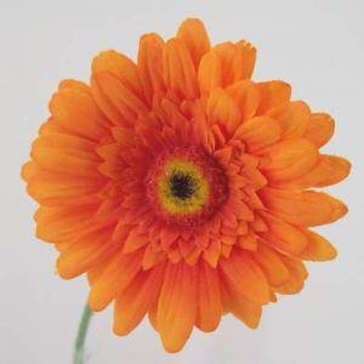Orange Flowers Orange Flowers