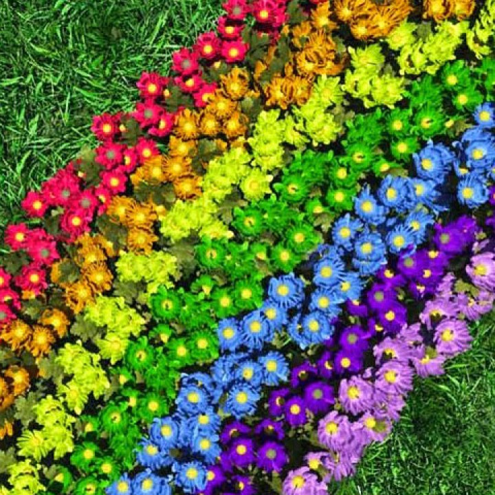 Flowers by Colour