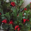 Artificial Holly Branch with Red Berries 51cm - X20002 BAY2C