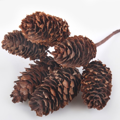 Natural Fir Cones 6 Pack - X23048 