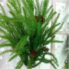 Real Touch Norfolk Pine Bunch 56cm - X25045