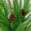 Real Touch Norfolk Pine Bunch 56cm - X25045