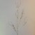 Artificial Twig Branch Champagne Gold 63cm - X20007