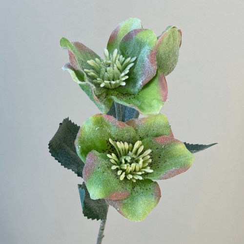 Frosted Hellebores Stem Green 34cm - X24037