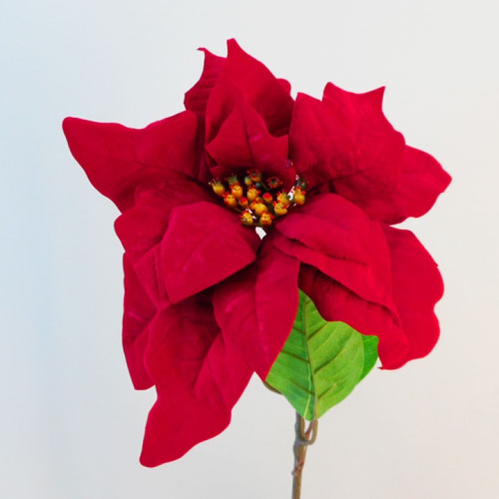 Poinsettias