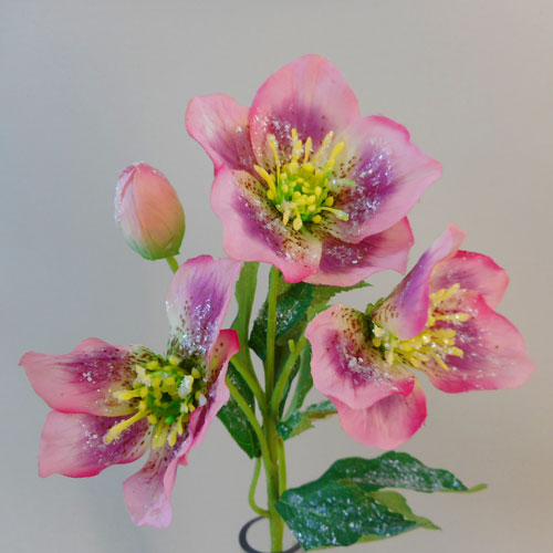 Frosted Hellebores Stem Dusty Pink - 17X009 
