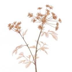 Eco Artificial Queen Anne's Lace Cappuccino 74cm - Q006 LL2