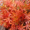 Artificial Japanese Maple Leaves Branch Autumn 100cm - MAP025 DD3 Artificial Japanese Maple Leaves Branch Autumn 100cm - MAP025 DD3