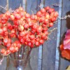 Artificial Berry Stem Orange 40cm - B004 C3