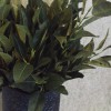 Faux Bay Leaves Plant 53cm - ROS002 U1 Faux Bay Leaves Plant 53cm - ROS002 U1
