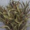 Faux Dried Artificial Reeds Spray Green 104cm - GRA017 R3