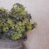 Artificial Shamrocks Plant Green 30cm - SHA001 S2