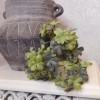 Artificial Shamrocks Plant Green 30cm - SHA001 S2