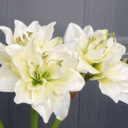 Artificial Amaryllis Flowers Cream 55cm - A061 A2