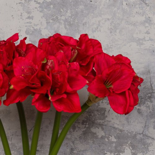 Premium Artificial Amaryllis Red 75cm - A003 A3