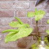 Artificial Anthurium Lime Green 75cm - A055 A2