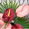 Artificial Anthurium Burgundy Red 70cm - A074 HH4