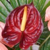 Artificial Anthurium Burgundy Red 70cm - A074 HH4