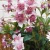 Artificial Astrantia Pink 50cm - A022 BX8