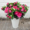 Azalea Plants Hot Pink 36cm - A153 