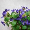 Artificial Bellflowers Purple 47cm - B027  B2
