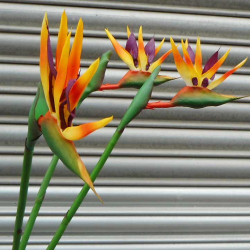 Artificial Birds of Paradise Medium 83cm - B001A A3