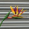 Artificial Birds of Paradise Medium 83cm - B001A A3