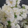 Artificial Cherry Blossom Branch Cream Flowers 77cm - B062 B1