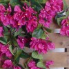 Finest Artificial Trailing Bougainvillea Plant Hot Pink 61cm - B064 B4