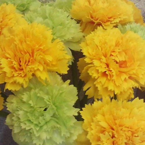 Mini Artificial Carnations on Short Stem Lime Green 31cm - C105 A3