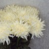 Bloom Chrysanthemums Cream 69cm - C220 D4