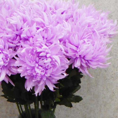 Lilac Silk Chrysanthemum 82cm - C194 A1