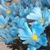 Fleur Artificial Cosmos Blue 74cm - C210 B2