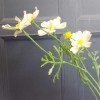 Artificial Cosmos White 60cm - C223 D2