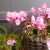 Silk Cyclamen Plants Pink 24cm - C014b A4