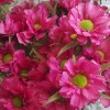 Artificial Daisy Stem Magenta Pink 59cm - D015 E2 Artificial Daisy Stem Magenta Pink 59cm - D015 E2