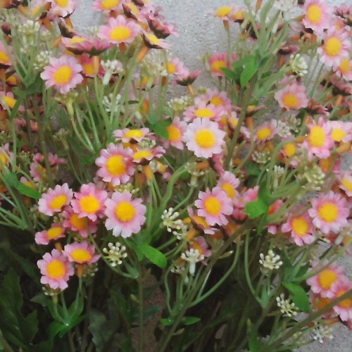 Mini Garden Daisies Stem Pale Pink 63cm - D080 D2