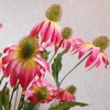 Artificial Rudbeckia Daisies Pink 71cm - R480 R4