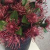 Artificial Leucospermum Protea Plant Burgundy 39cm - C087 P1