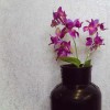 Artificial Canna Lilies Purple 46cm - C104 A3