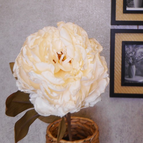 Antique Peony Cream 76cm | Faux Dried Flowers - P082 L4 Antique Peony Cream 76cm | Faux Dried Flowers - P082 L4
