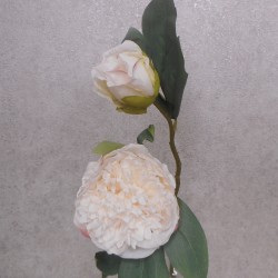 Antique Peony Blush Pink | Faux Dried Flowers 50cm  - P112 BX2