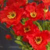 Red Poppies 70cm - P017 K4