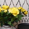 Artificial Premium Roses High Yellow 68cm - R532 S2