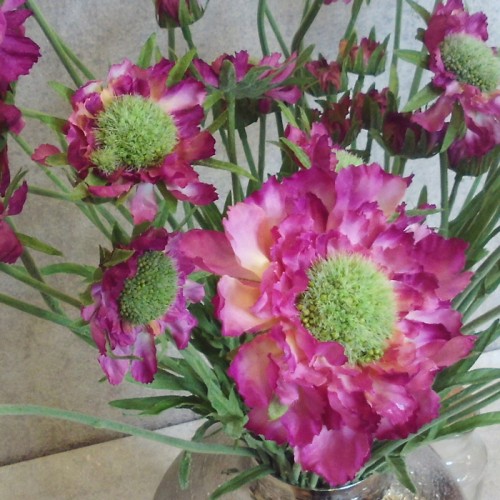 Silk Scabious Flowers Dark Pink 64cm | Artificial Scabiosa - S089 U4