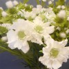 Silk Scabious Flowers White 72cm | Artificial Scabiosa - S110A Q3