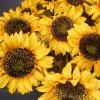 Sunflowers 64cm - S046 R4