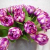 Artificial Bicolour Tulips Bouquet Purple 40cm - T017 Q3