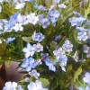 Artificial Wild Flowers Blue 66cm - W027 M4