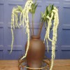 Artificial Amaranthus Pale Green - AMA009 A2 Artificial Amaranthus Pale Green - AMA009 A2